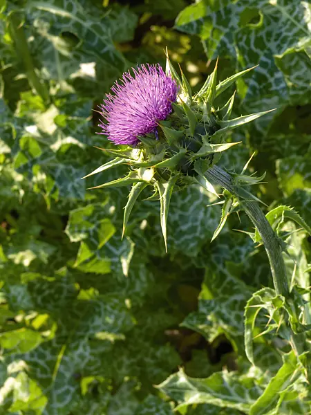 427255 - Blessed milk thistle (Silybium marianum)