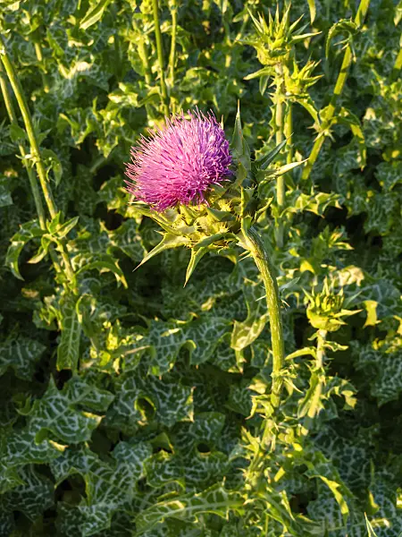 427259 - Blessed milk thistle (Silybium marianum)