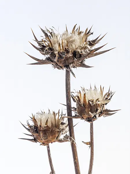 442044 - Blessed milk thistle (Silybium marianum)
