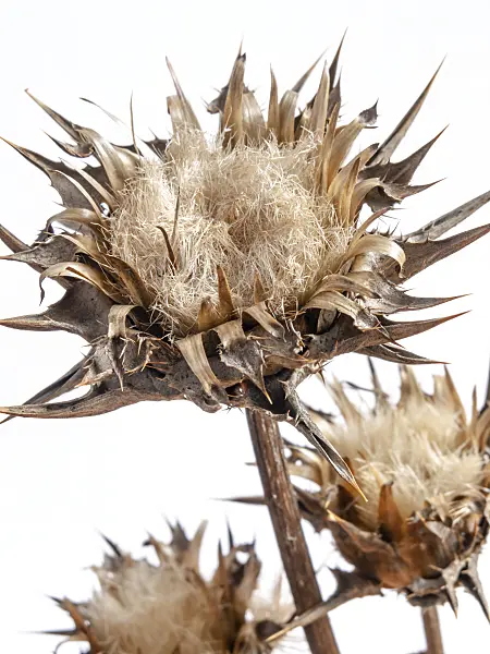 442045 - Blessed milk thistle (Silybium marianum)