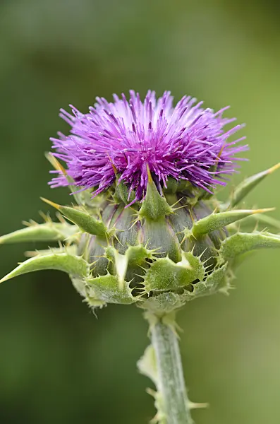 533601 - Blessed milk thistle (Silybium marianum)