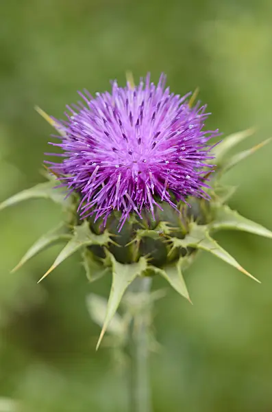 533602 - Blessed milk thistle (Silybium marianum)