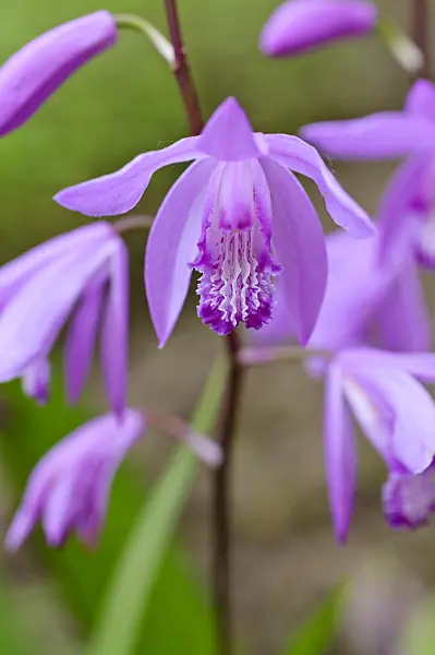 472415 - Bletilla striata
