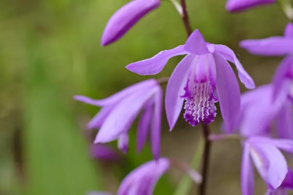 472416 - Bletilla striata