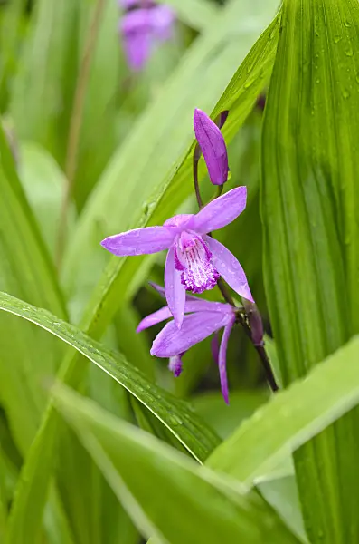 508562 - Bletilla striata