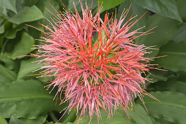573047 - Blood flower (Scadoxus König Albert syn. Haemanthus König Albert)