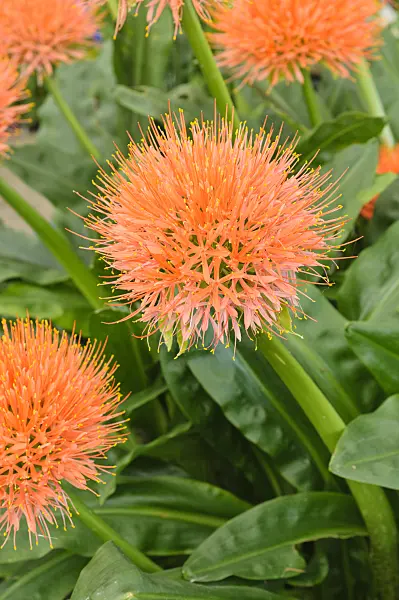 474491 - Blood flower (Scadoxus multiflorus syn. Haemanthus multiflorus)