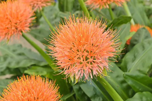 474492 - Blood flower (Scadoxus multiflorus syn. Haemanthus multiflorus)