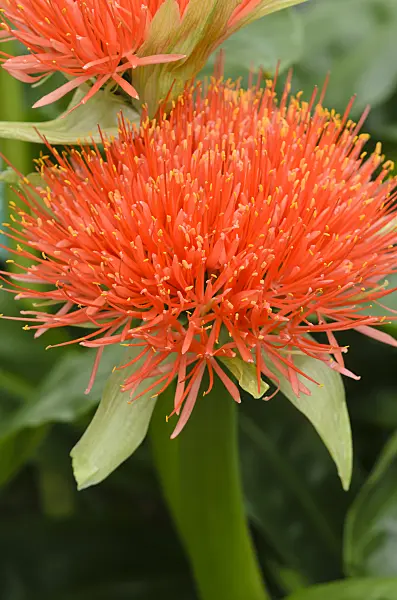 534497 - Blood flower (Scadoxus multiflorus syn. Haemanthus multiflorus)