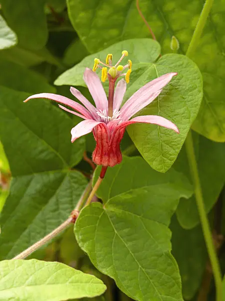 427112 - Blood red passion flower (Passiflora sanguinolenta)