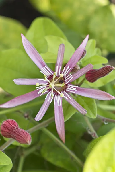 548106 - Blood red passion flower (Passiflora sanguinolenta)