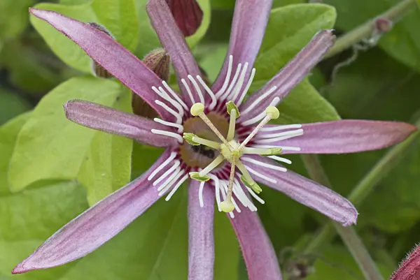 548107 - Blood red passion flower (Passiflora sanguinolenta)