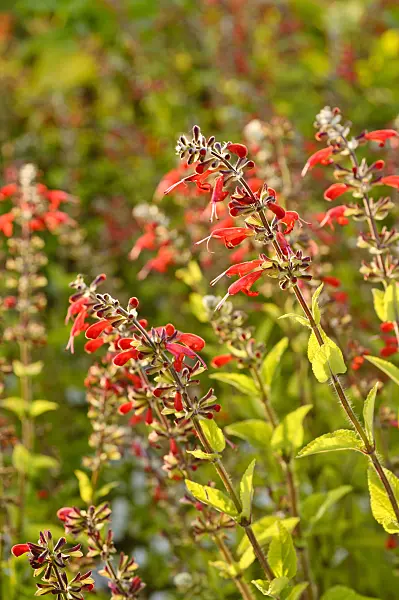 475212 - Blood sage (Salvia coccinea 'Lady in Red')