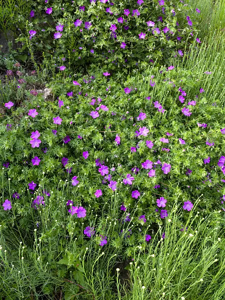 460107 - Bloody cranesbill (Geranium sanguineum)