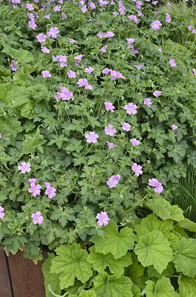 508108 - Bloody cranesbill (Geranium sanguineum)