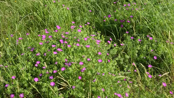 508547 - Bloody cranesbill (Geranium sanguineum)