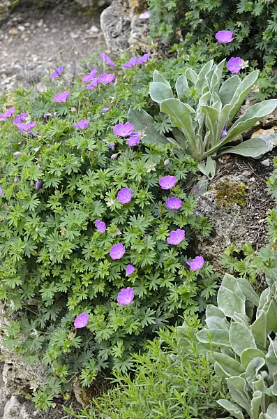 533227 - Bloody cranesbill (Geranium sanguineum)