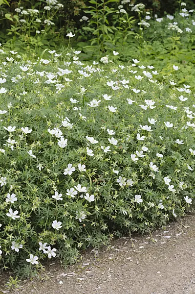 485141 - Bloody cranesbill (Geranium sanguineum 'Album')