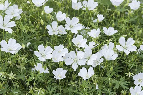 651301 - Bloody cranesbill (Geranium sanguineum 'Album')