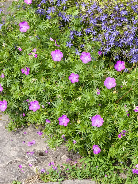 426159 - Bloody cranesbill (Geranium sanguineum) and Serbian bellflower (Campanula poscharskyana)