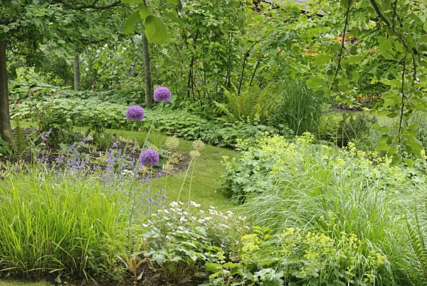 518035 - Bloody cranesbill (Geranium sanguineum), lady's mantle (Alchemilla mollis) and flowering onion (Allium aflatunense)