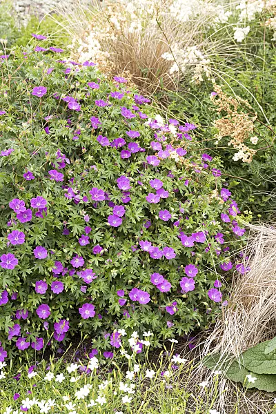 651302 - Bloody cranesbill (Geranium sanguineum 'Max Frei')