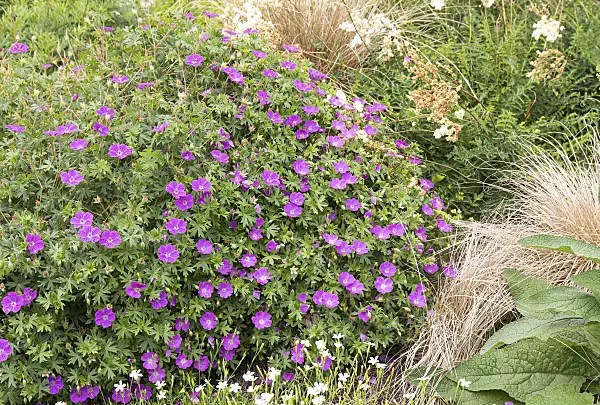 651303 - Bloody cranesbill (Geranium sanguineum 'Max Frei')