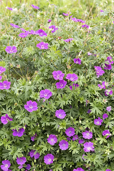 651304 - Bloody cranesbill (Geranium sanguineum 'Max Frei')
