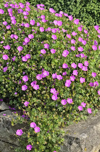 522024 - Bloody cranesbill (Geranium sanguineum 'Nanum')