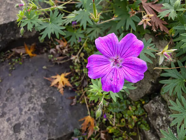 431084 - Bloody cranesbill (Geranium sanguineum 'Tiny Monster')