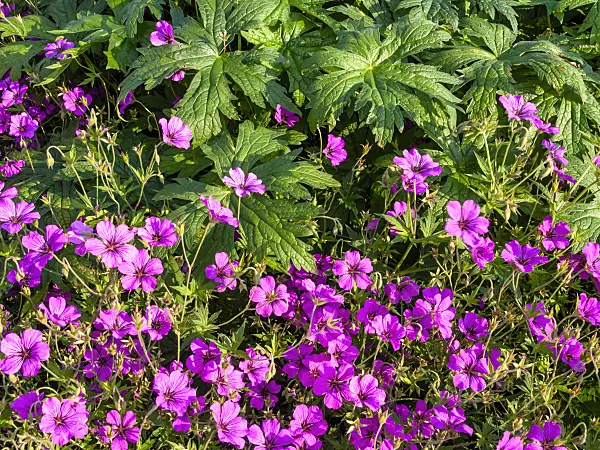 427122 - Bloody cranesbill (Geranium sanguineum var. striatum)