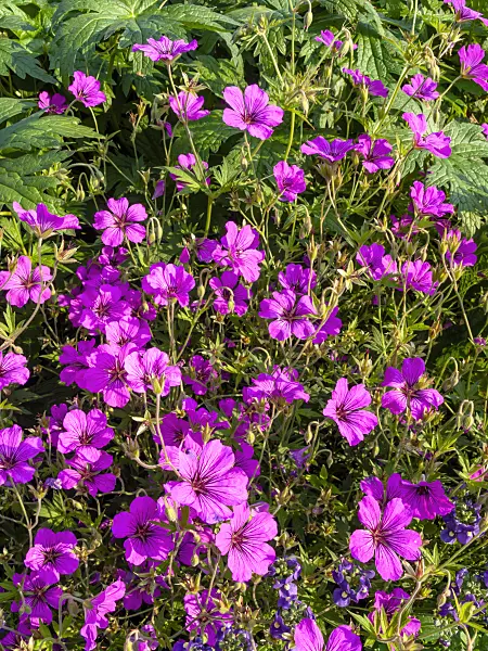 427123 - Bloody cranesbill (Geranium sanguineum var. striatum)