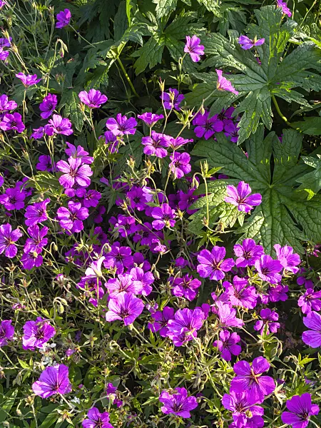 427124 - Bloody cranesbill (Geranium sanguineum var. striatum)
