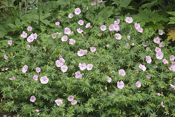 518002 - Bloody cranesbill (Geranium sanguineum var. striatum)
