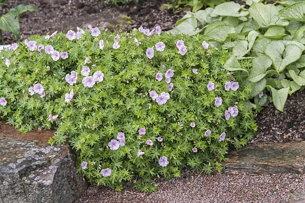651305 - Bloody cranesbill (Geranium sanguineum var. striatum)