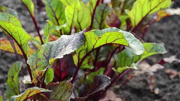 499147 - Bloody dock (Rumex sanguineus)