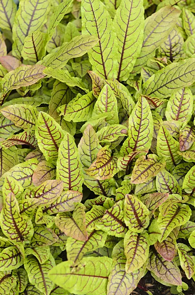 533346 - Bloody dock (Rumex sanguineus)