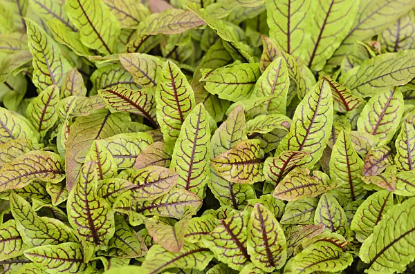 533347 - Bloody dock (Rumex sanguineus)