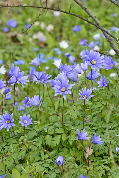 555014 - Blue anemone (Anemone apennina)