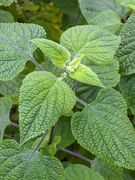 450039 - Blue anise sage (Salvia guaranitica)