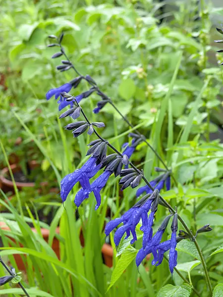 450055 - Blue anise sage (Salvia guaranitica)