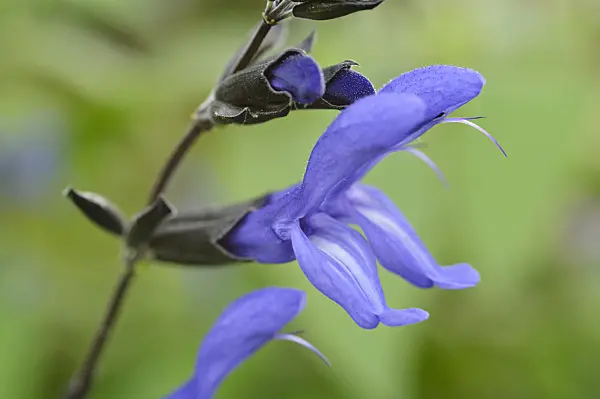 477061 - Blue anise sage (Salvia guaranitica 'Black and Blue')