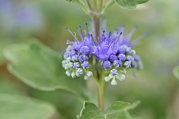 488046 - Blue beard (Caryopteris x clandonensis)