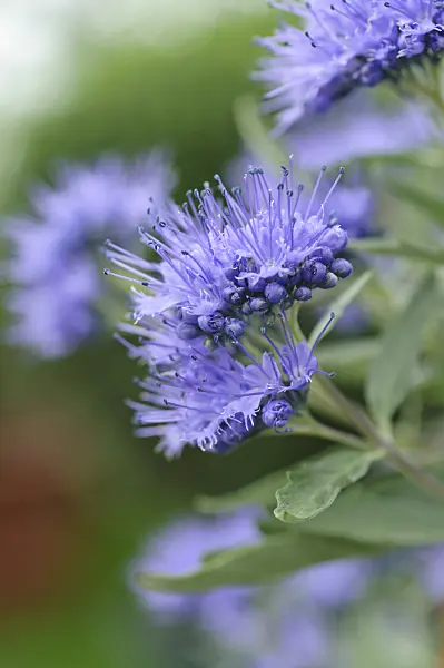 489014 - Blue beard (Caryopteris x clandonensis)