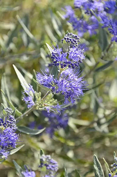 499154 - Blue beard (Caryopteris x clandonensis)