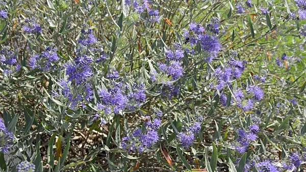499169 - Blue beard (Caryopteris x clandonensis)