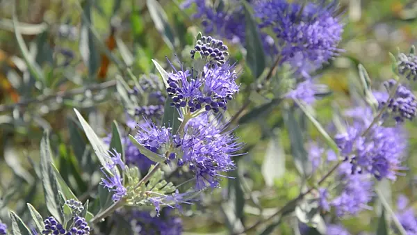 499171 - Blue beard (Caryopteris x clandonensis)