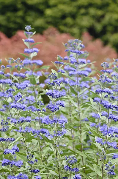 548084 - Blue beard (Caryopteris x clandonensis)
