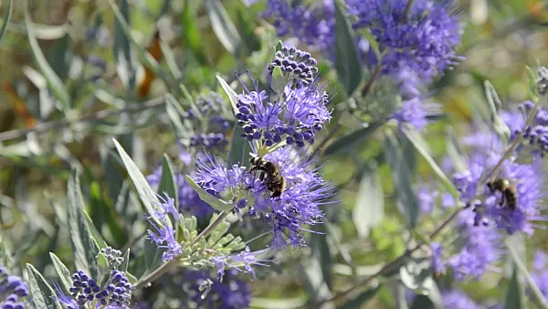 499170 - Blue beard (Caryopteris x clandonensis) and bee (Apis)