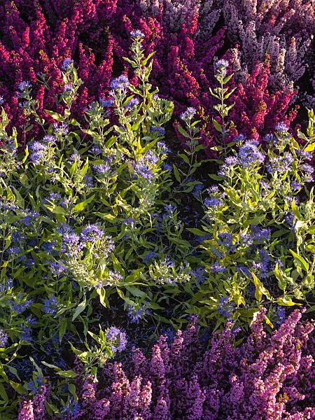 405067 - Blue beard (Caryopteris x clandonensis) and heather (Erica)